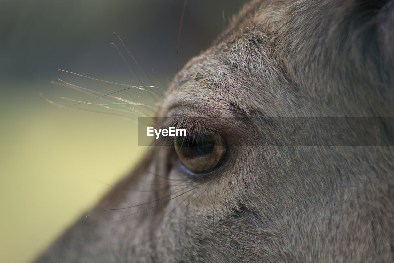 CLOSE-UP OF EYE