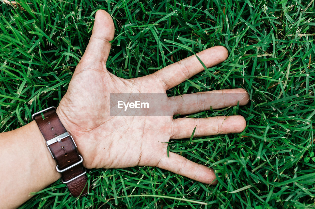 CLOSE-UP OF MAN HAND HOLDING GRASS