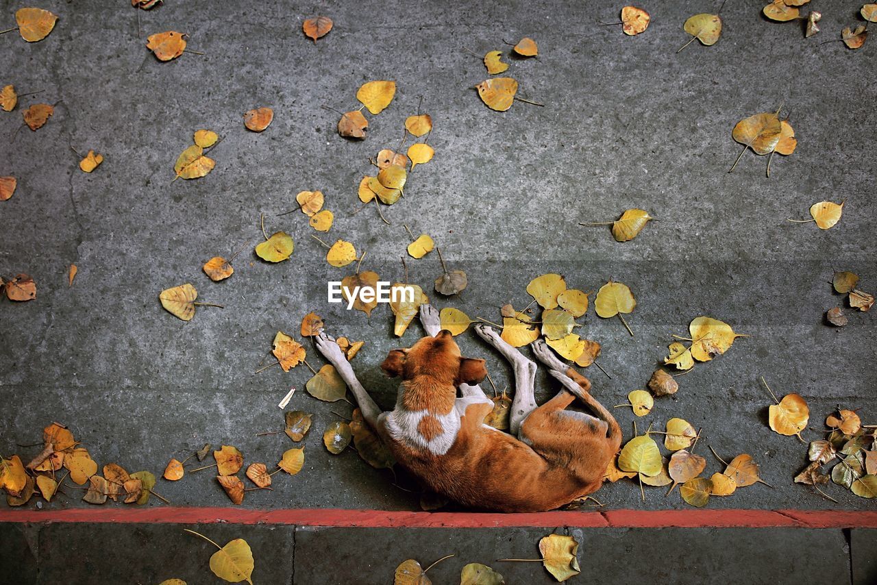 High angle view of dog and leafs on street