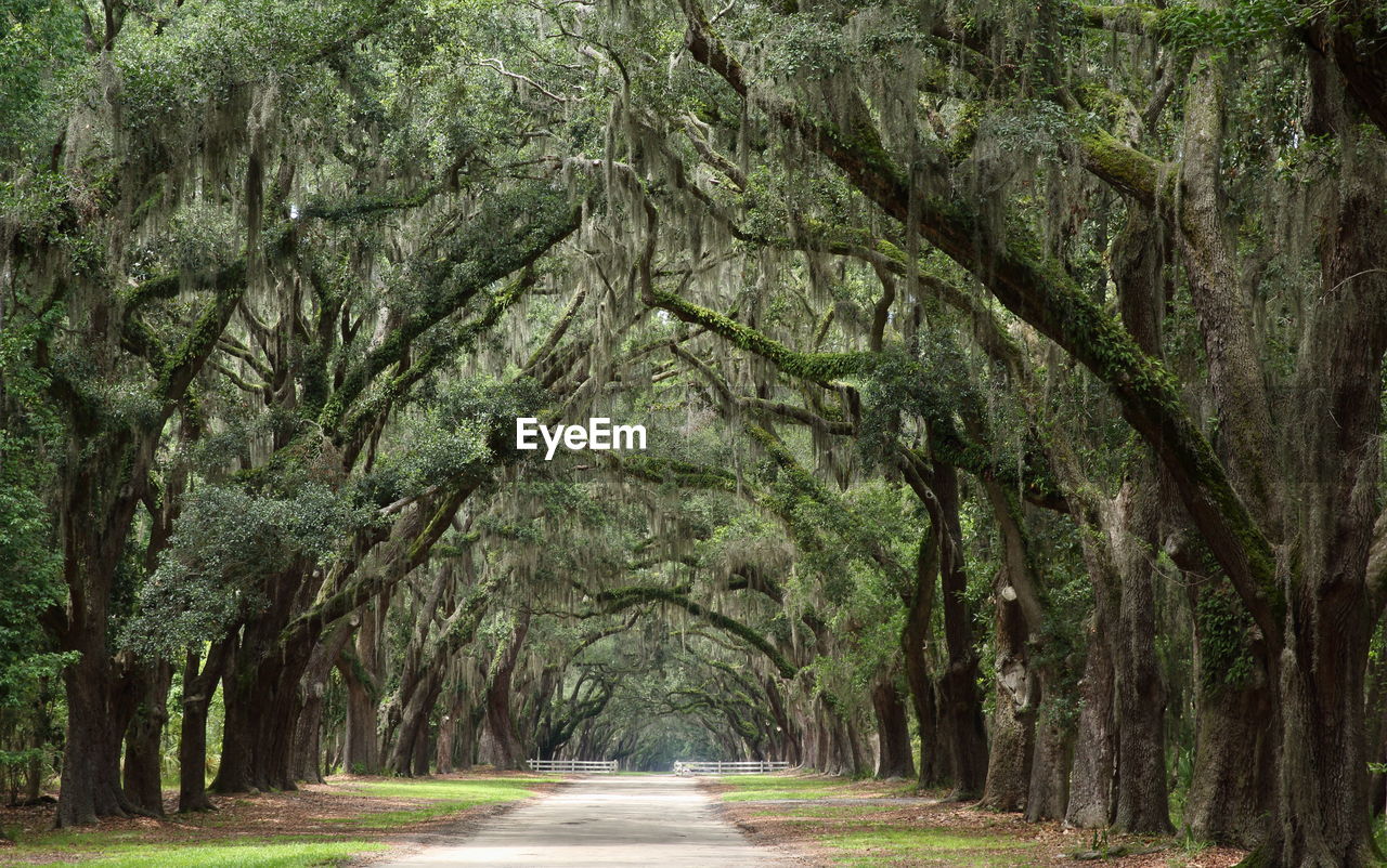 Road passing through forest