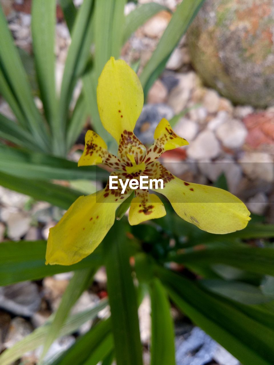 CLOSE-UP OF YELLOW FLOWER BLOOMING