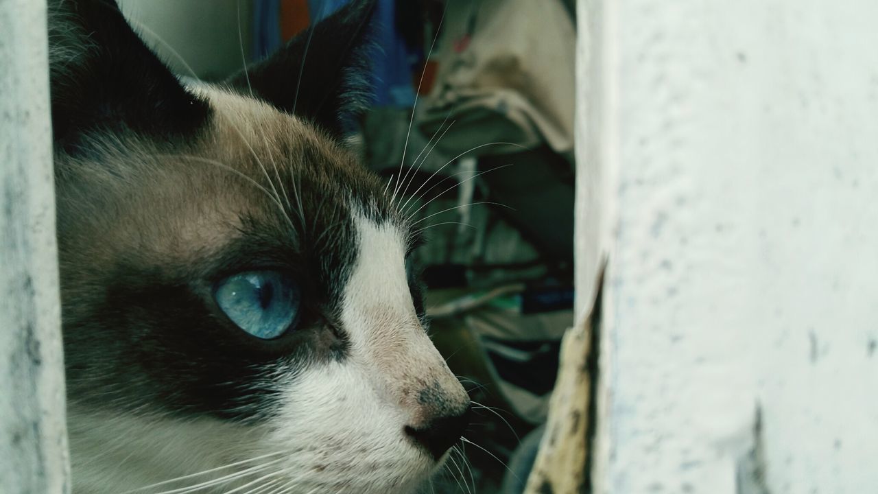 CLOSE-UP OF CAT IN PEN