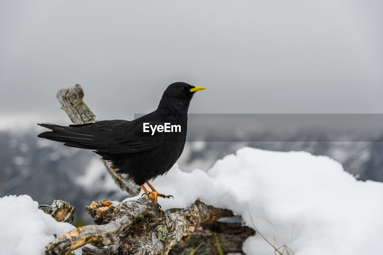 Black bird, an alpine chough perching on branch in mountains in winter