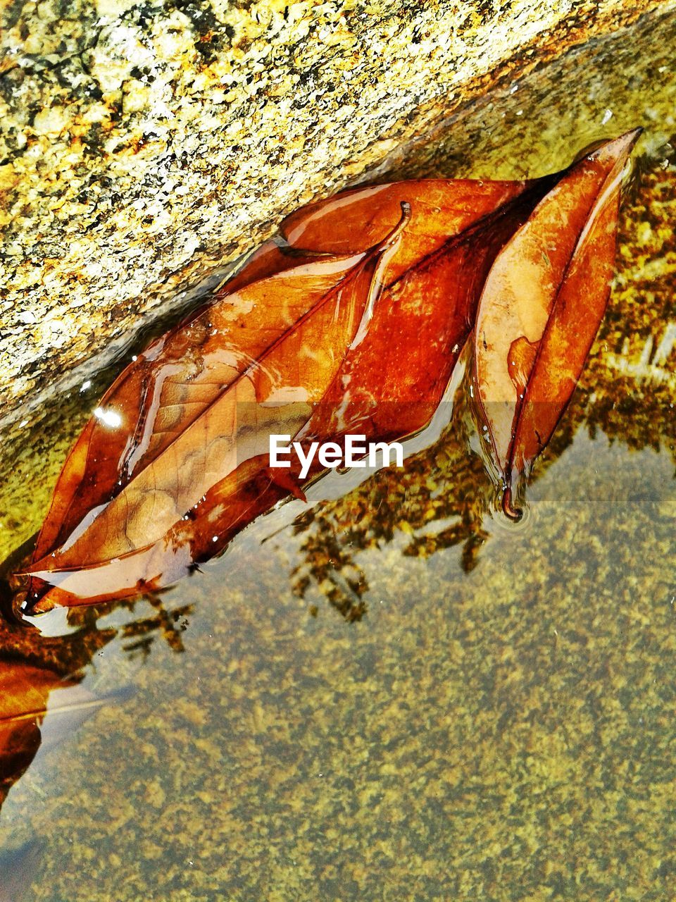 CLOSE-UP OF INSECT IN WATER