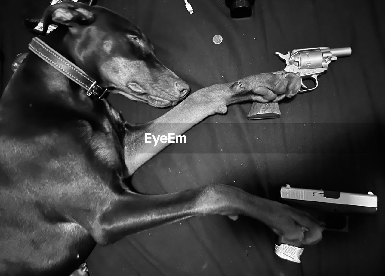 cropped hand of man with dog