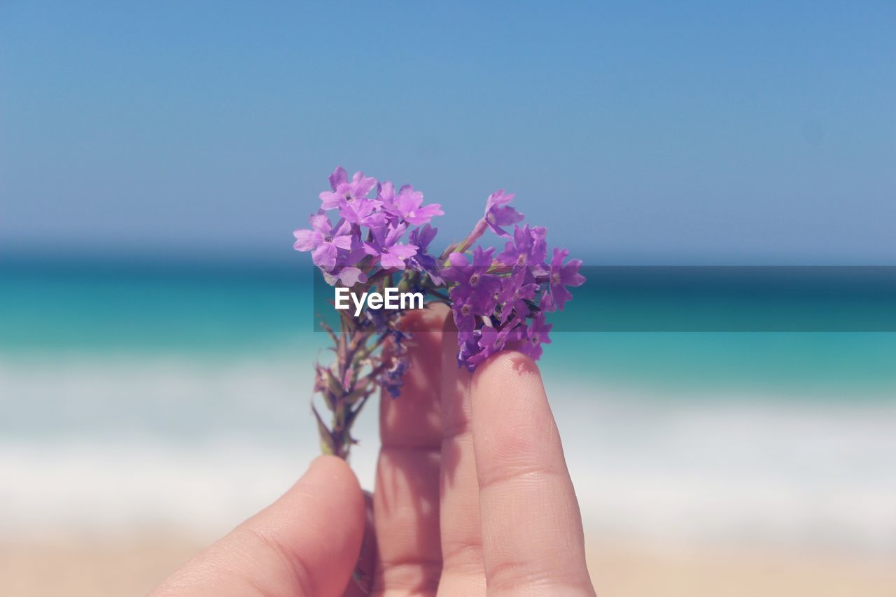 Cropped hand holding flower at beach against clear sky