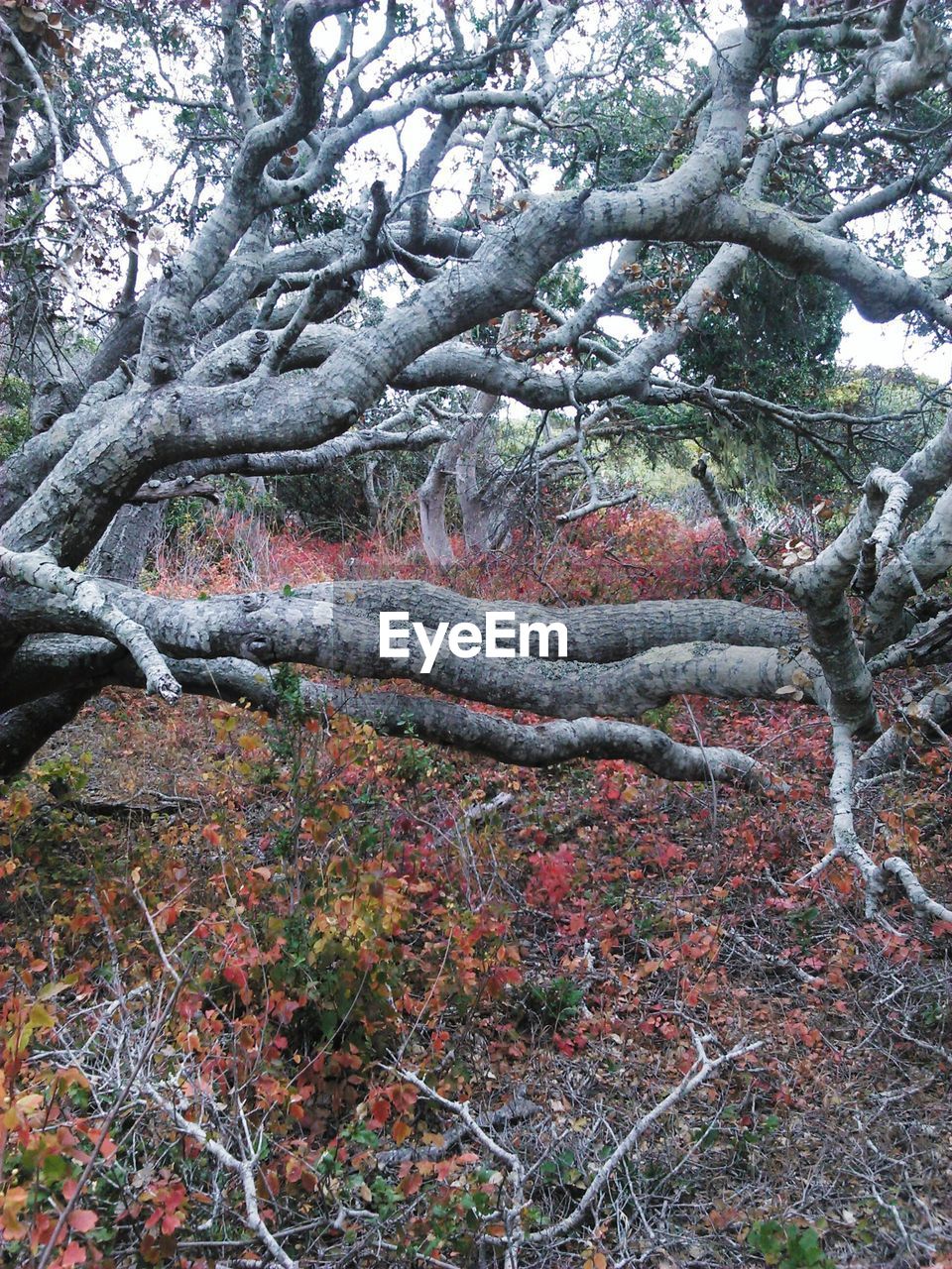 Close-up of bare tree in forest