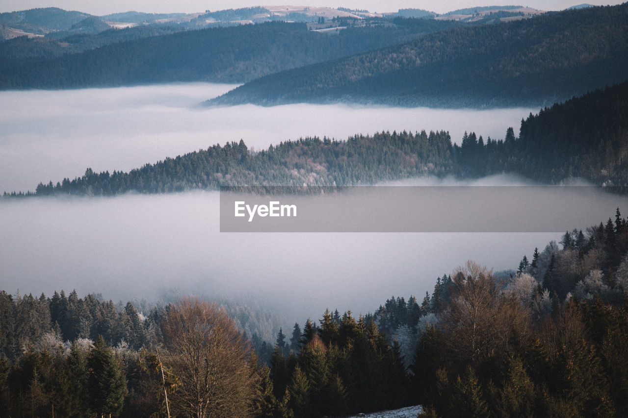 Trees in forest against sky during winter