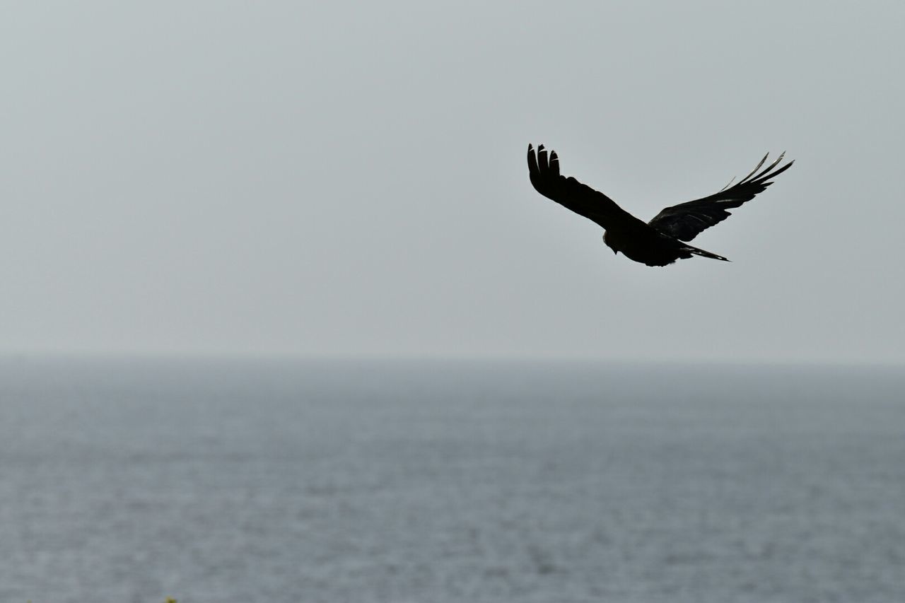 Bird flying over sea against sky