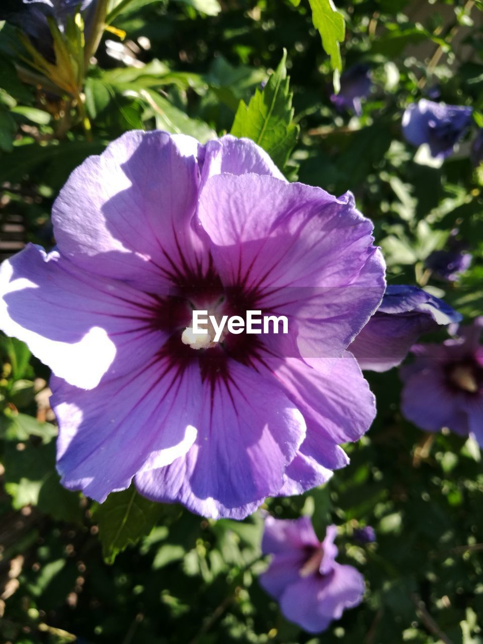 CLOSE-UP OF PURPLE FLOWER ON PLANT