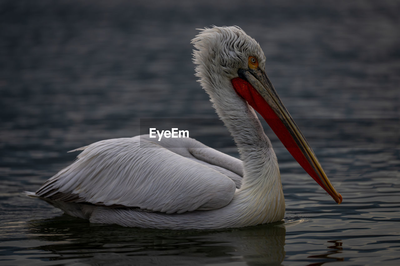 pelican on lake