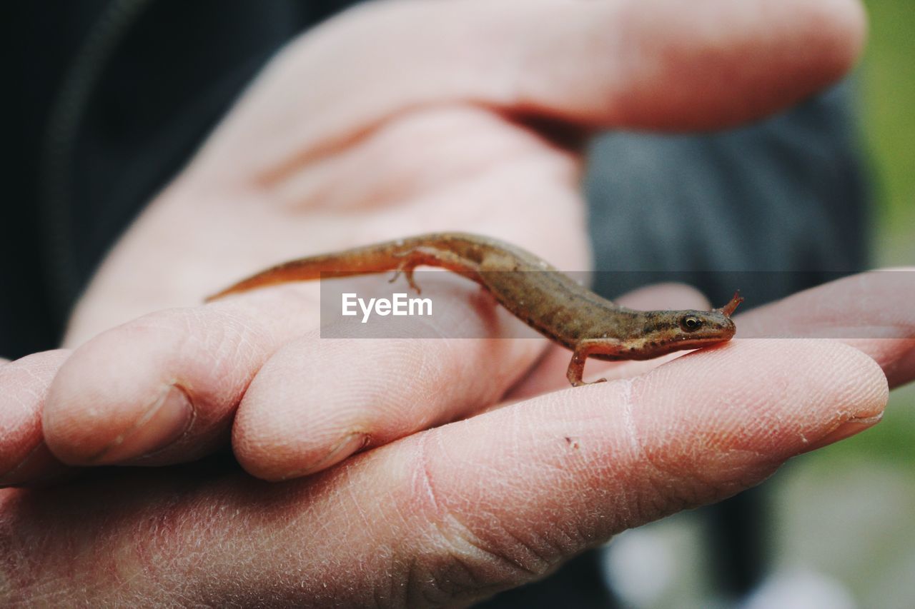 Close-up of hand holding lizard