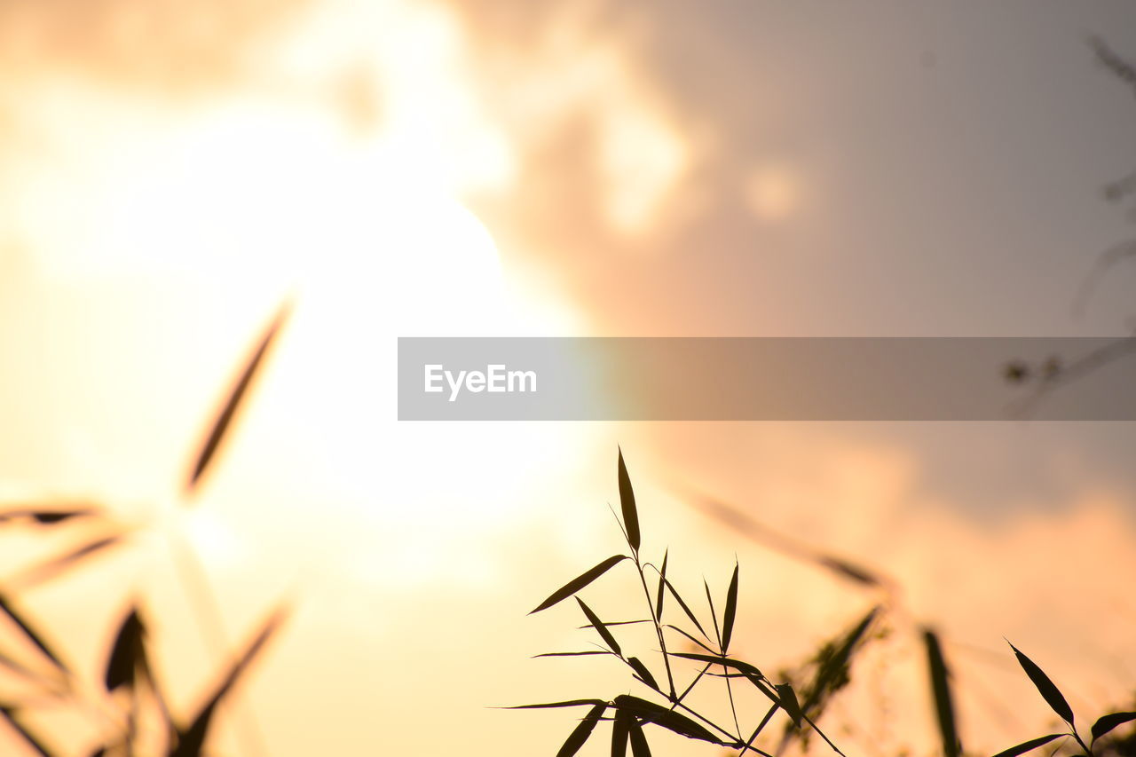 Low angle view of silhouette plants against sky during sunset