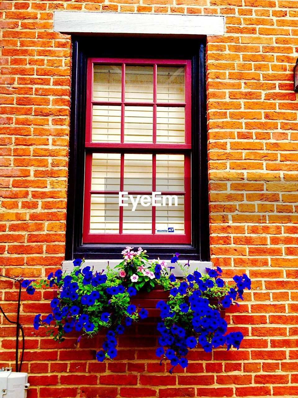 Low angle view of flower pots on window sill