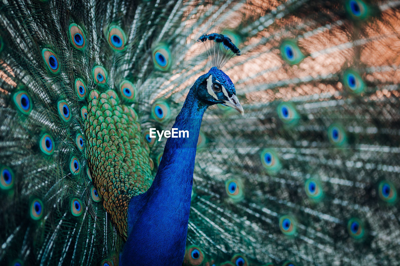 Close-up of peacock