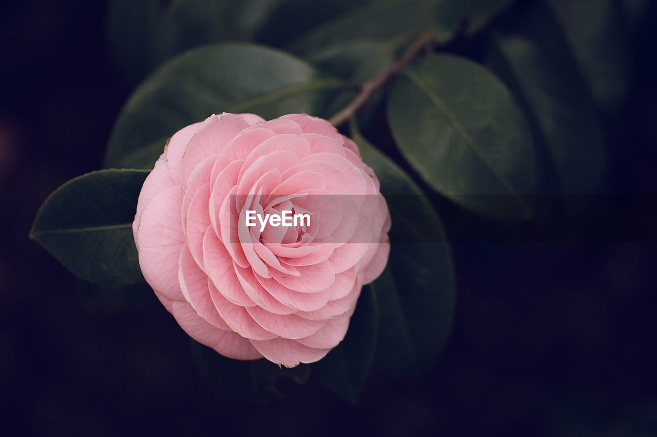 Close-up of pink rose blooming outdoors