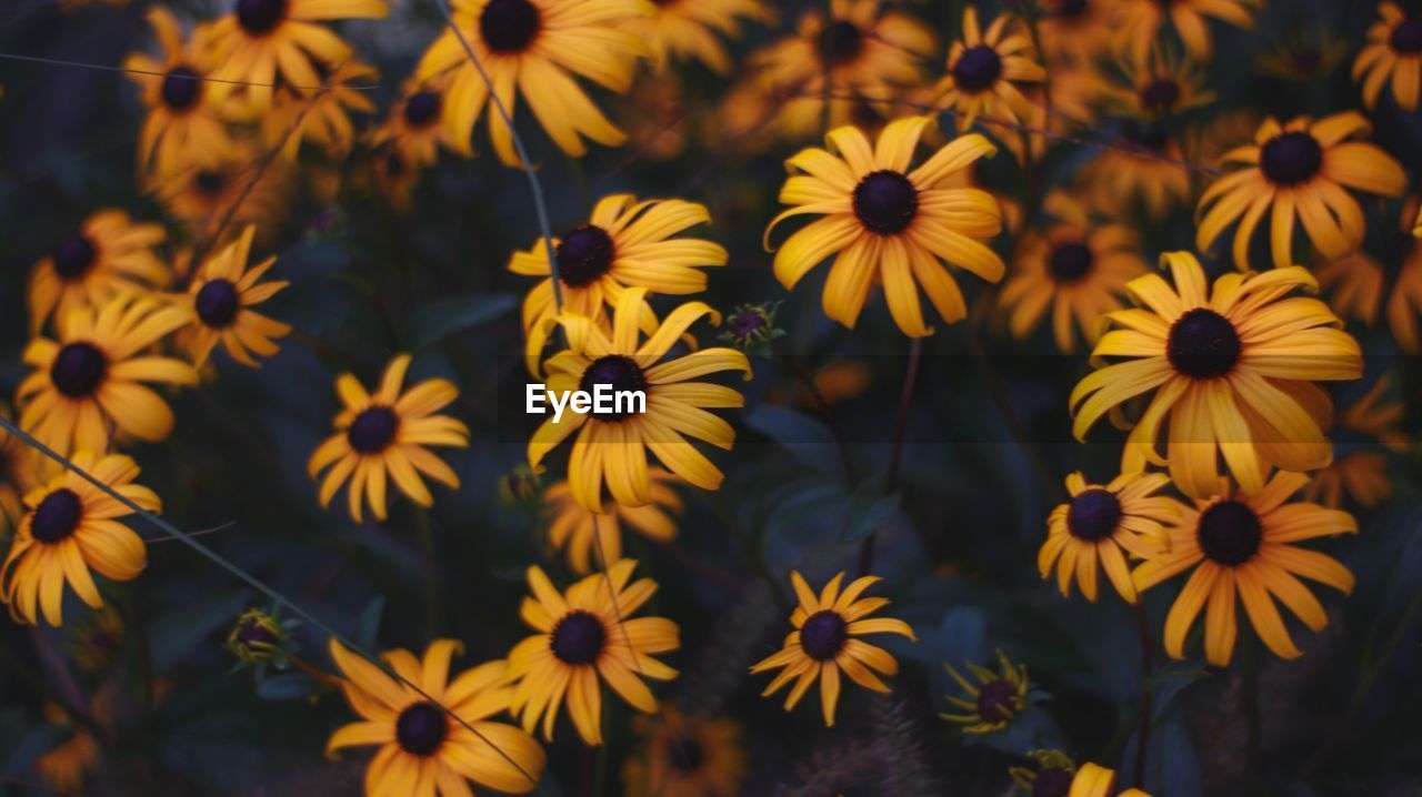 Close-up of yellow flowering plants