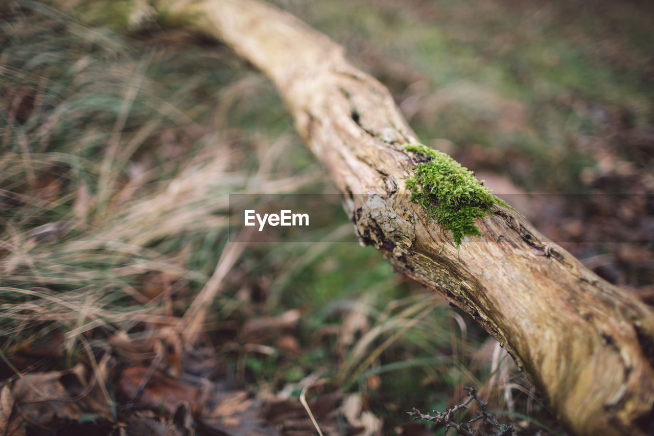 Close-up of driftwood on tree trunk in field