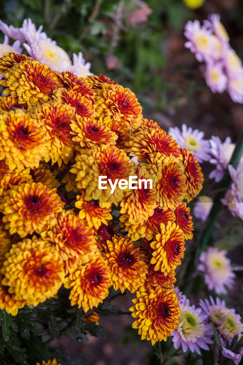 CLOSE-UP OF YELLOW FLOWER BLOOMING OUTDOORS