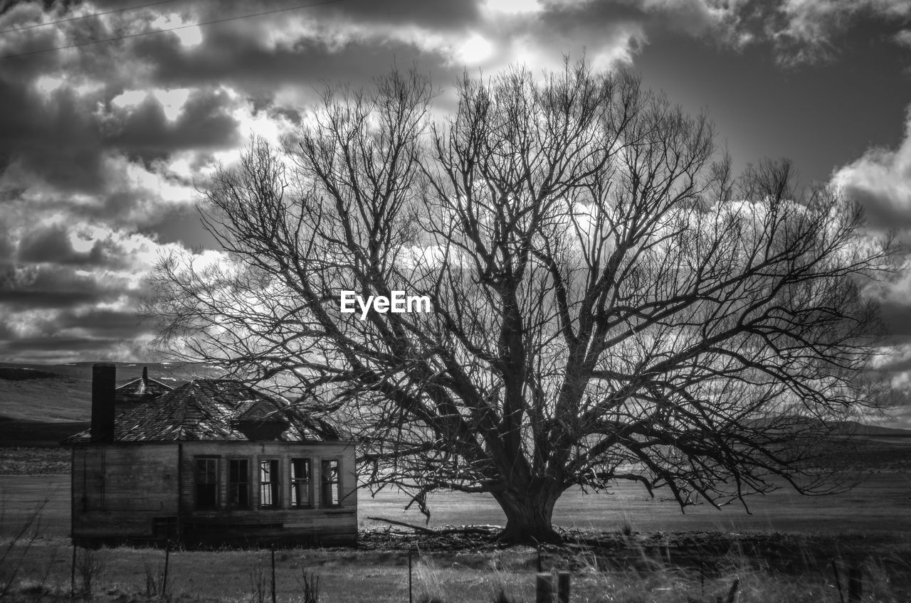 BARE TREE ON FIELD AGAINST SKY