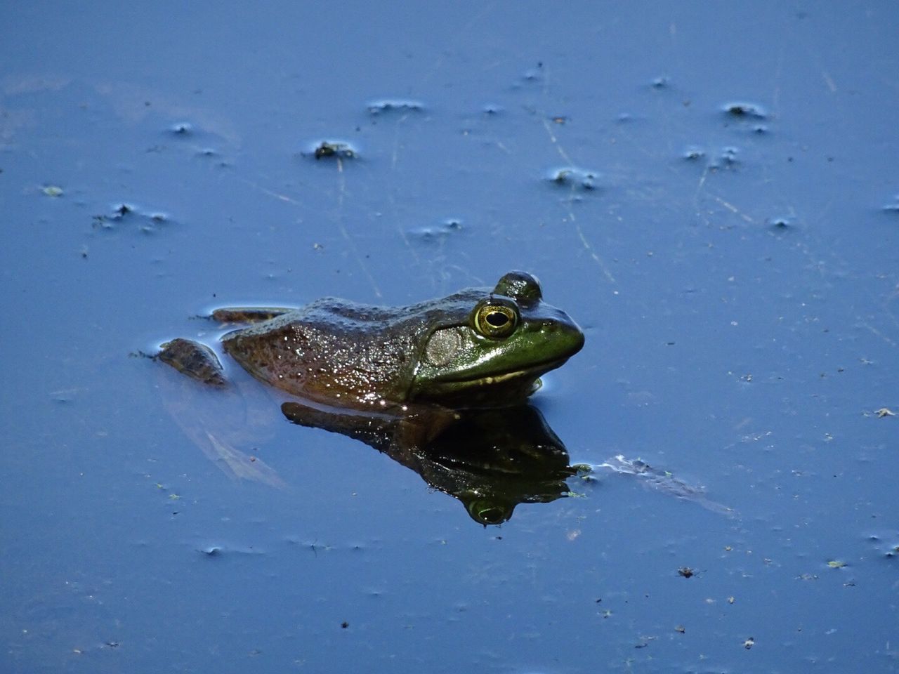 CLOSE-UP OF SNAKE SWIMMING IN WATER