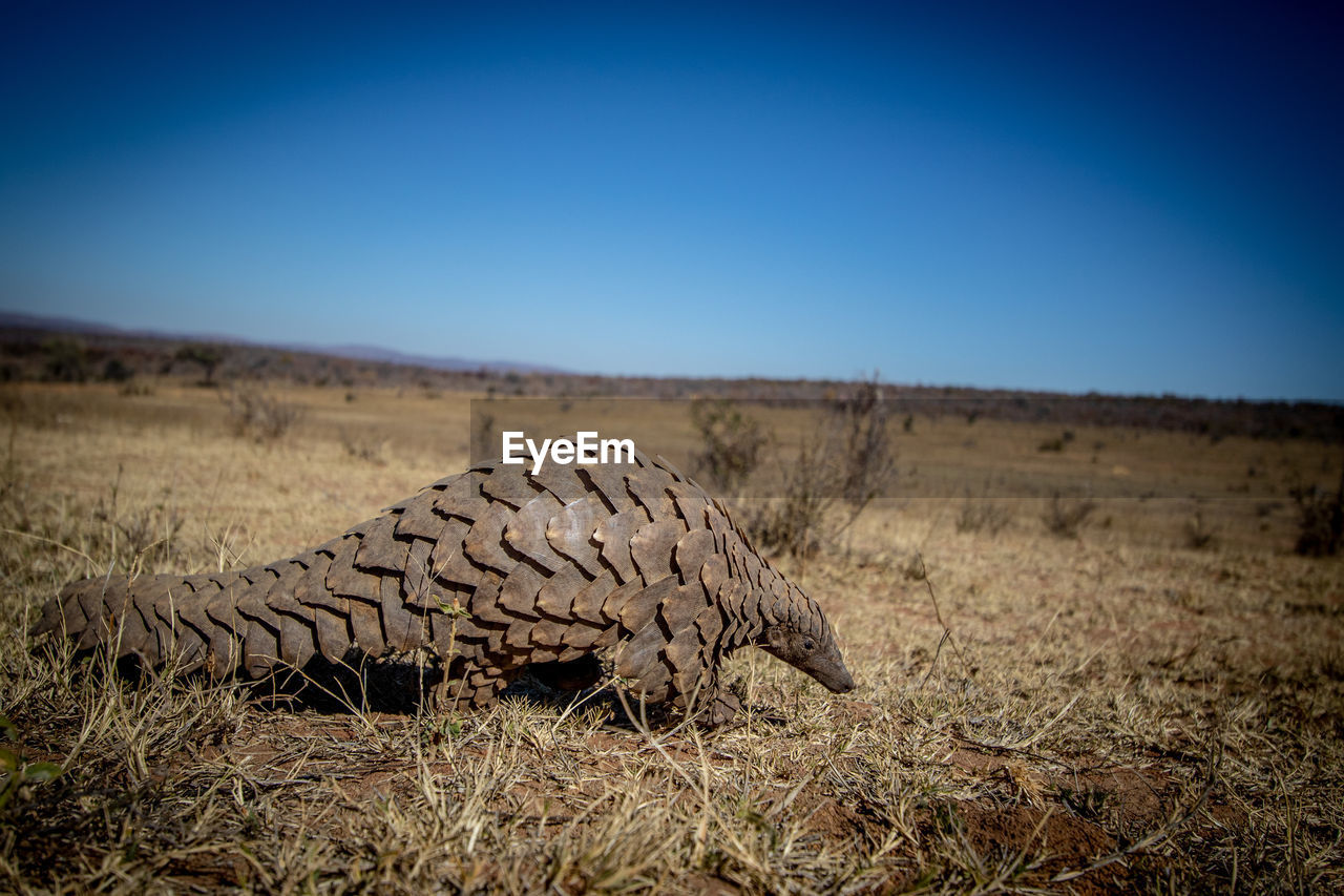 VIEW OF ANIMAL ON FIELD AGAINST CLEAR SKY