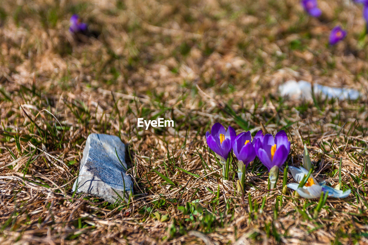 CLOSE-UP OF PURPLE CROCUS FLOWERS ON LAND