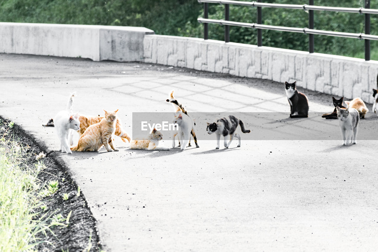 Cats walking on road