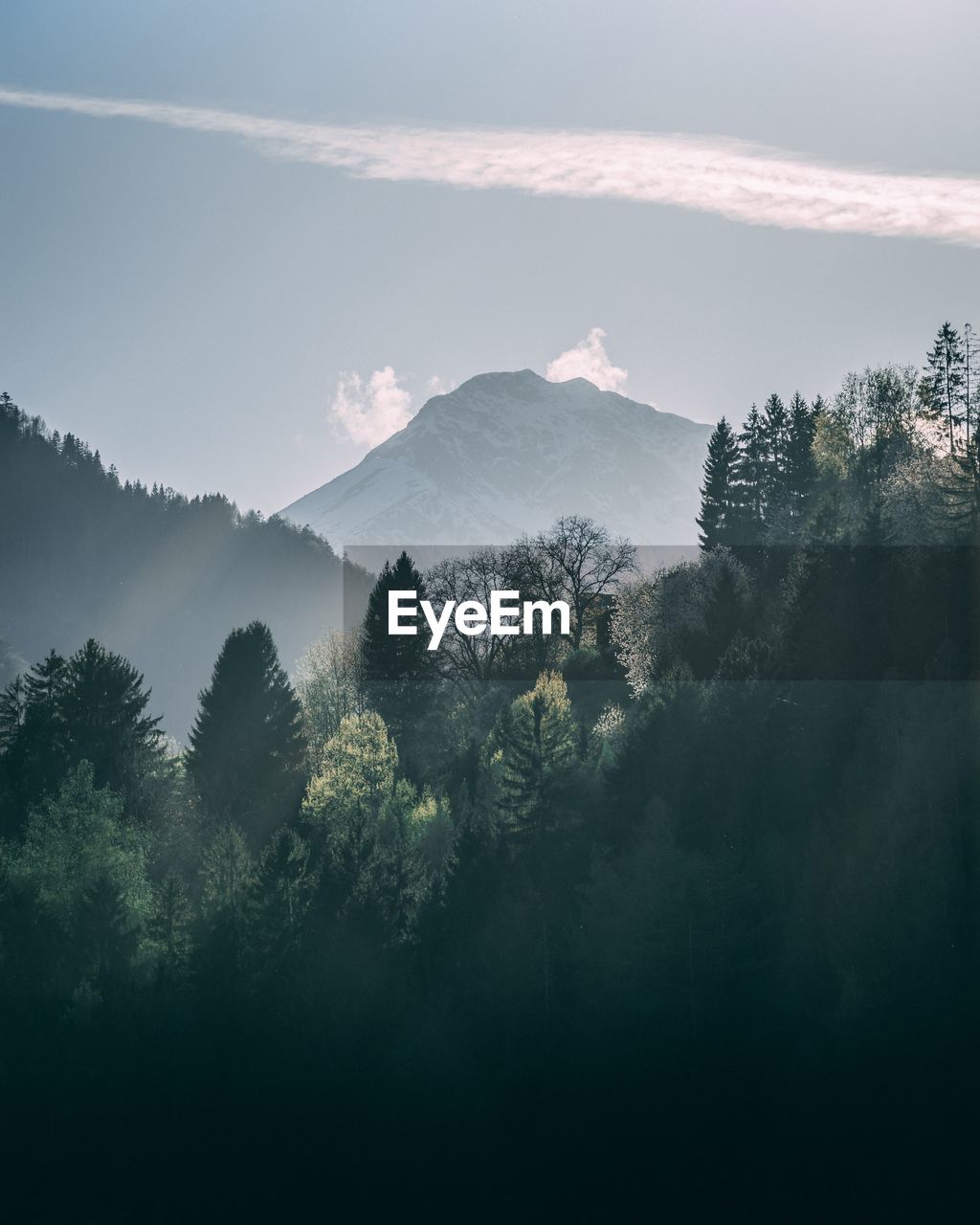 Trees in forest against sky