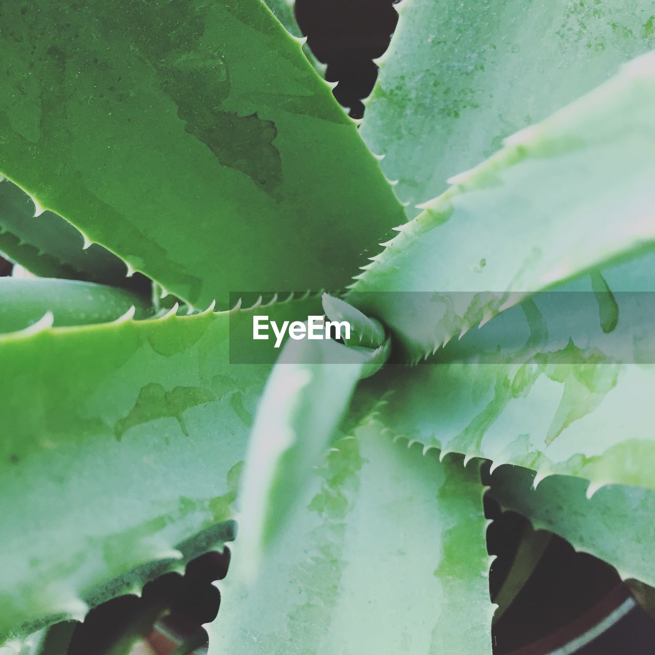 CLOSE-UP OF SUCCULENT PLANTS