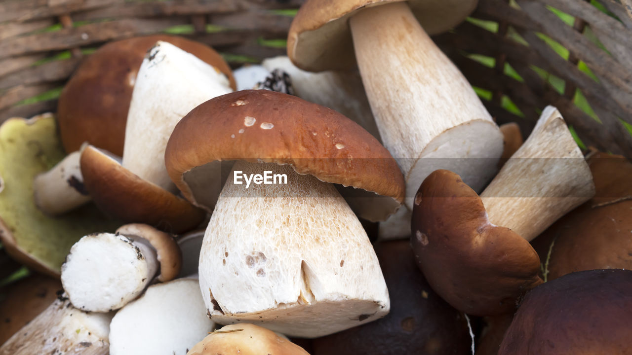 Mushrooms boletus edulis in a basket. close-up of basket mushrooms.