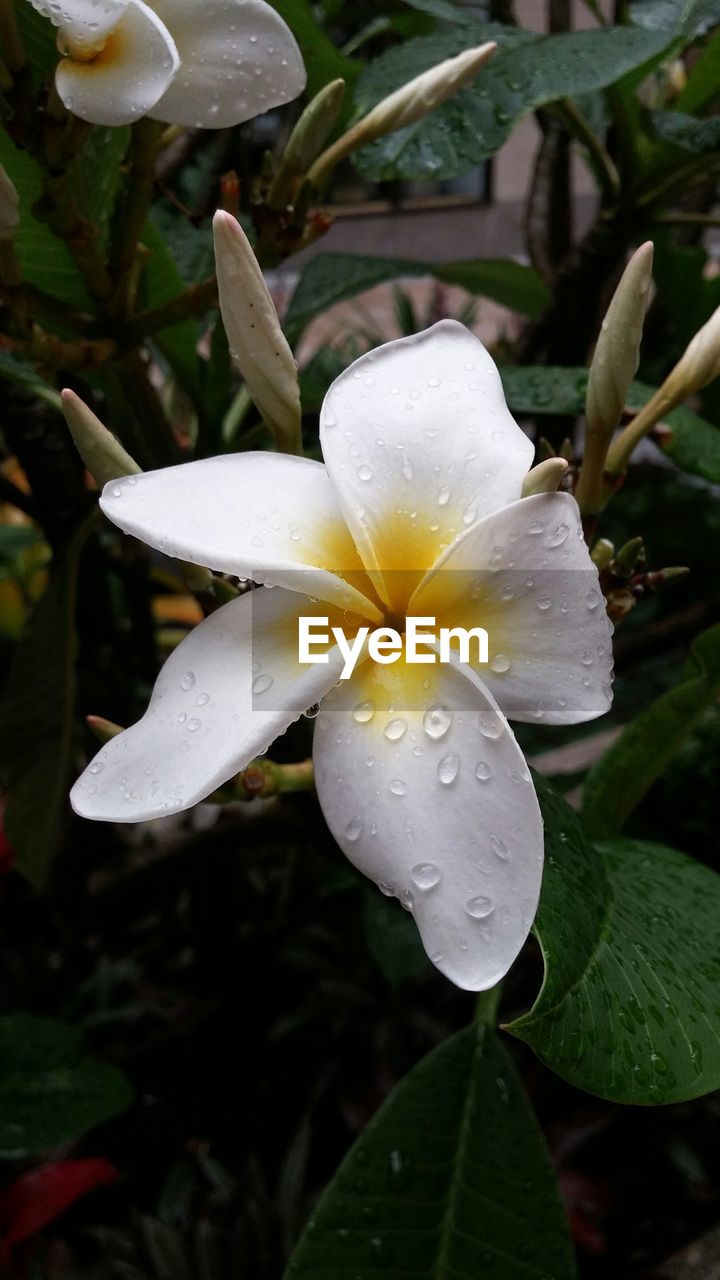 Close-up of white fresh frangipani blooming on field