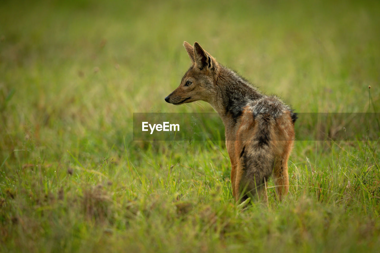 Black-backed jackal stands in grass staring left