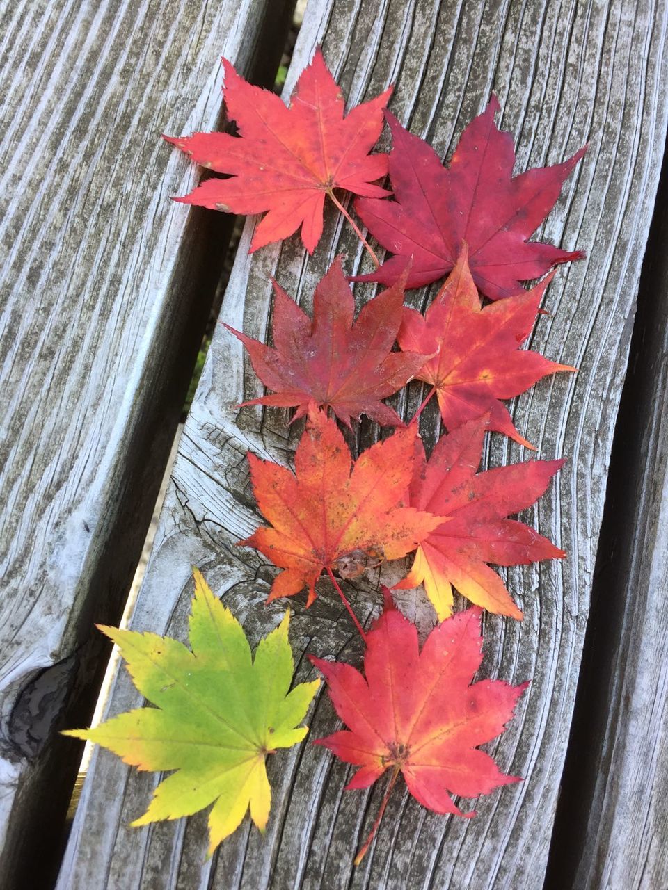 Close-up of red maple leaf on wood