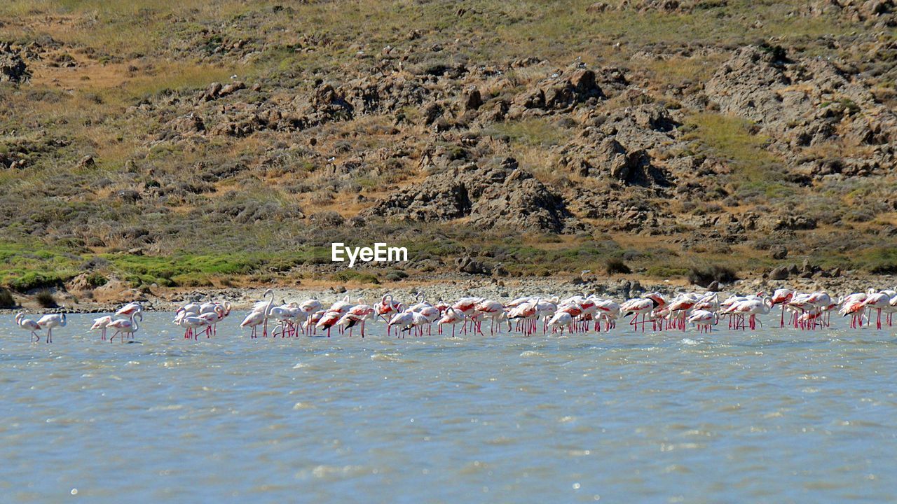 FLOCK OF BIRDS ON LAND