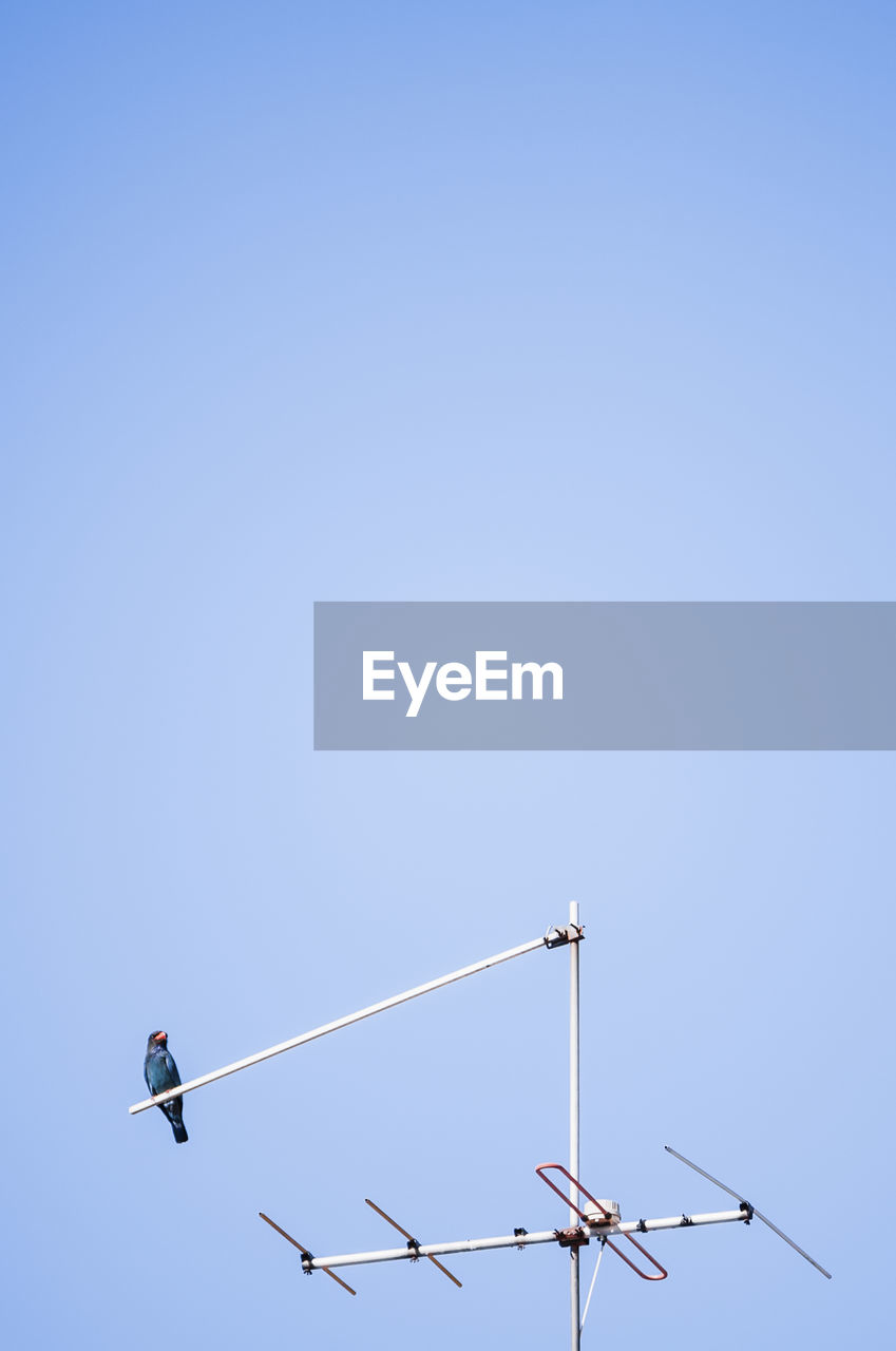 Low angle view of bird perching on antenna against clear sky