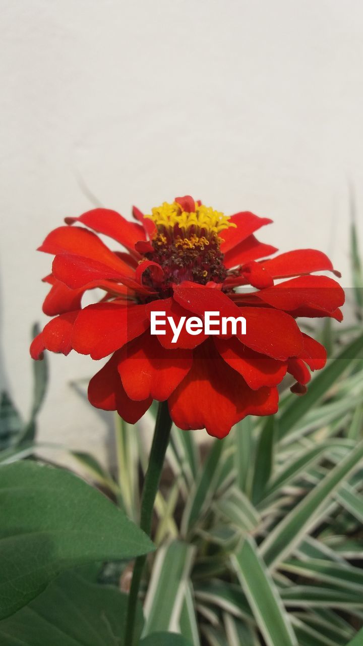 CLOSE-UP OF RED FLOWERS BLOOMING