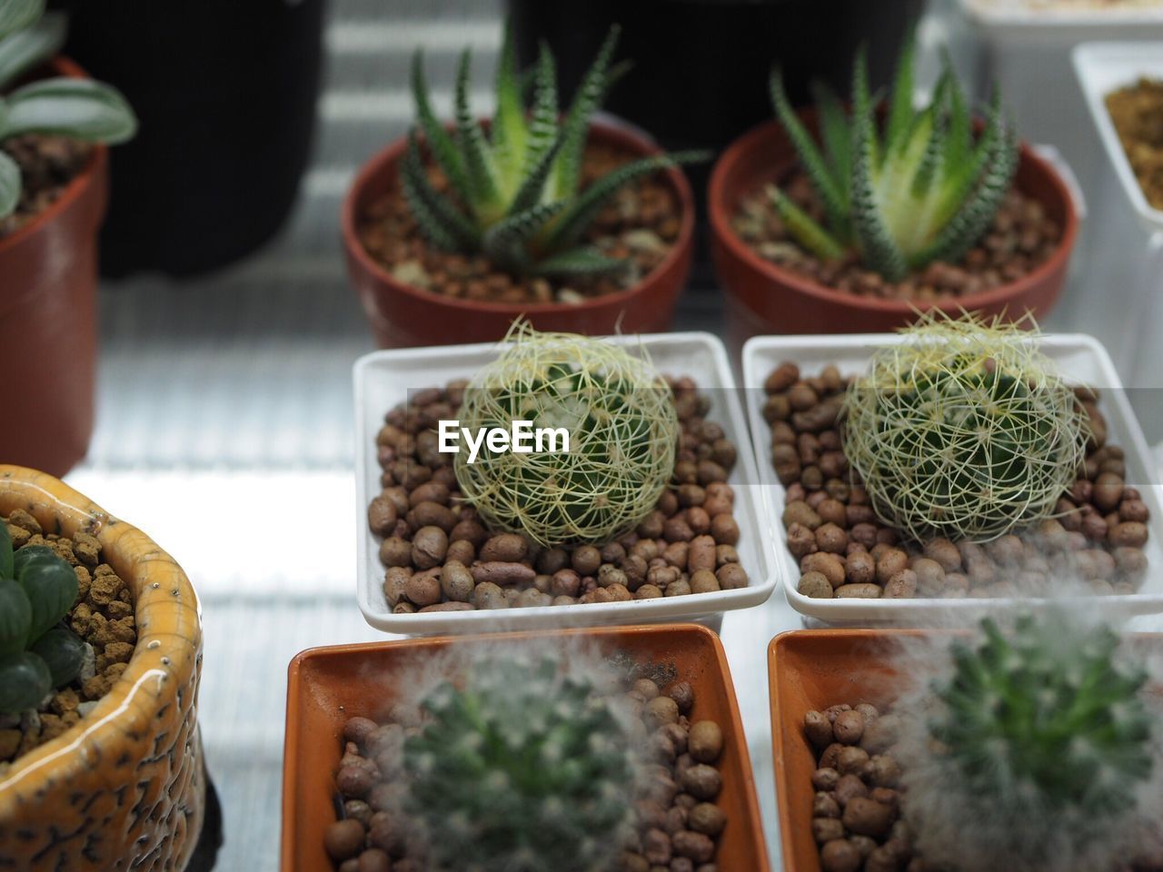 Close-up of succulent plants in market