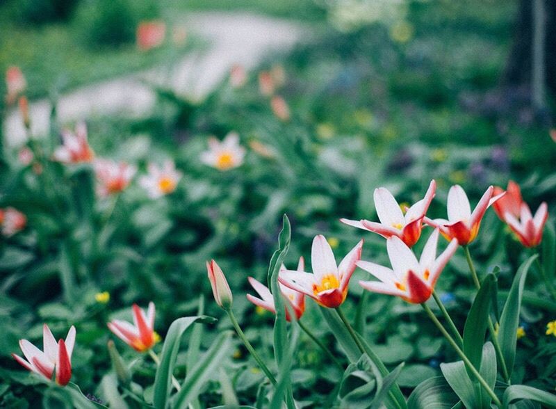 CLOSE-UP OF RED FLOWERS BLOOMING