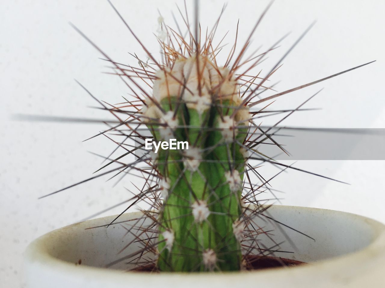 CLOSE-UP OF CACTUS PLANTS