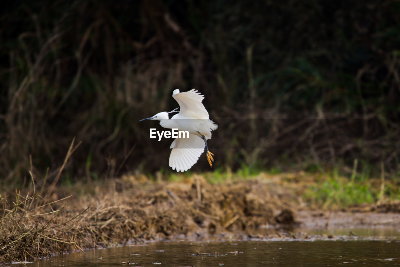 Seagull flying over lake