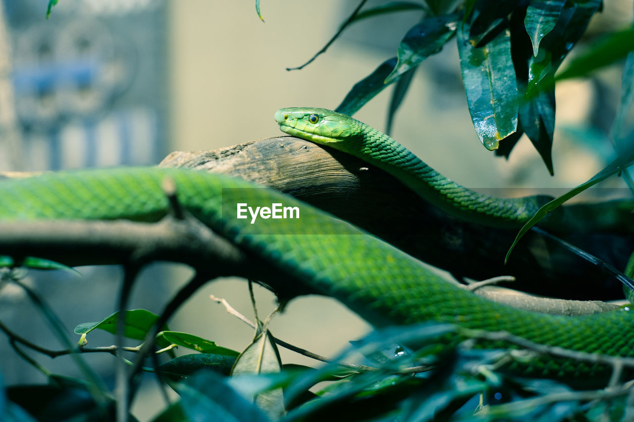 Close-up of snake on tree