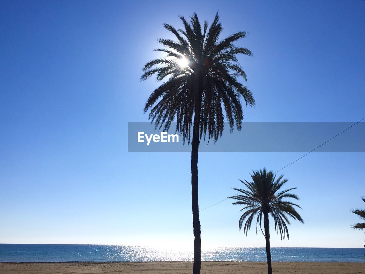 Low angle view of palm tree by sea against clear sky