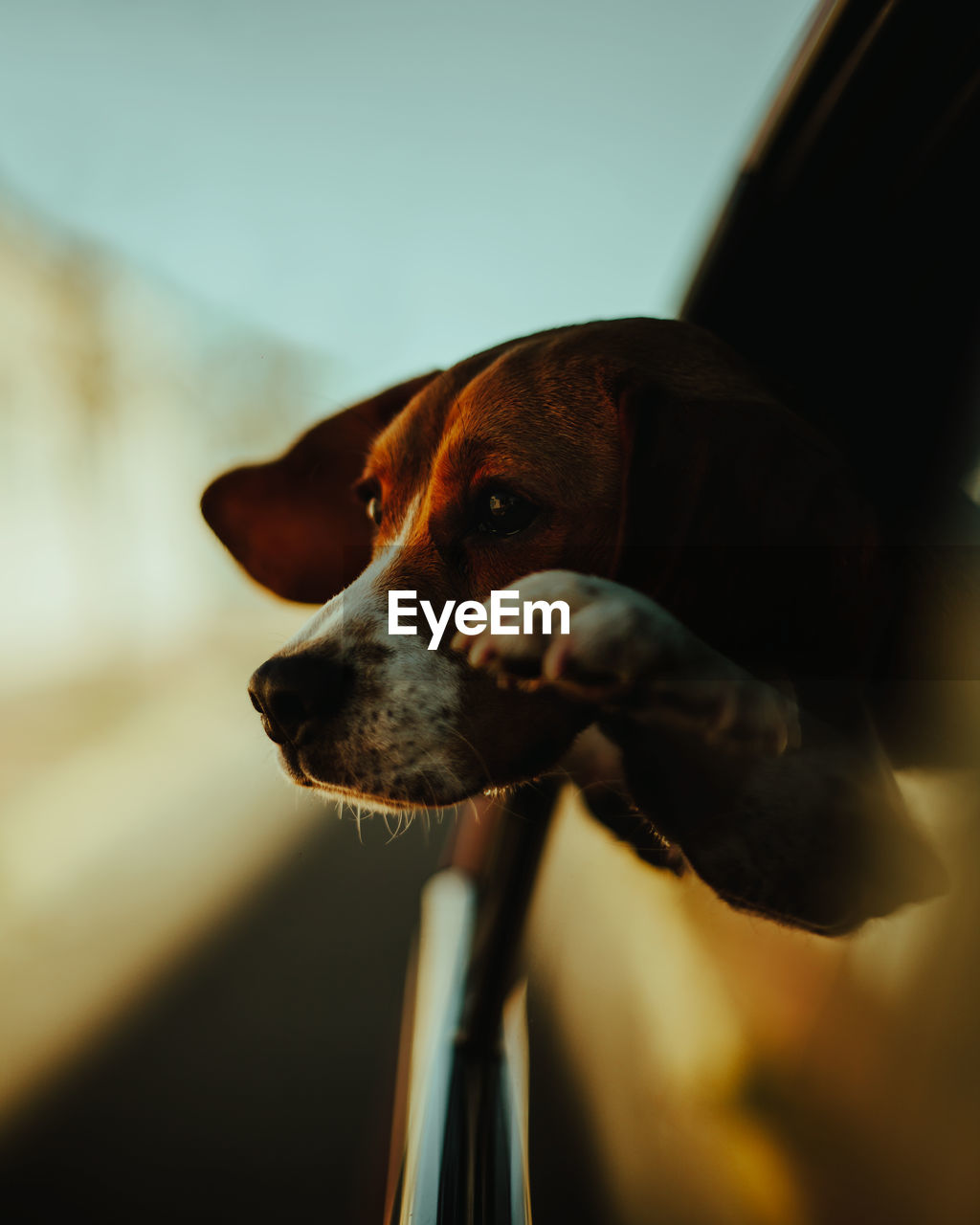 Close-up of dog looking away