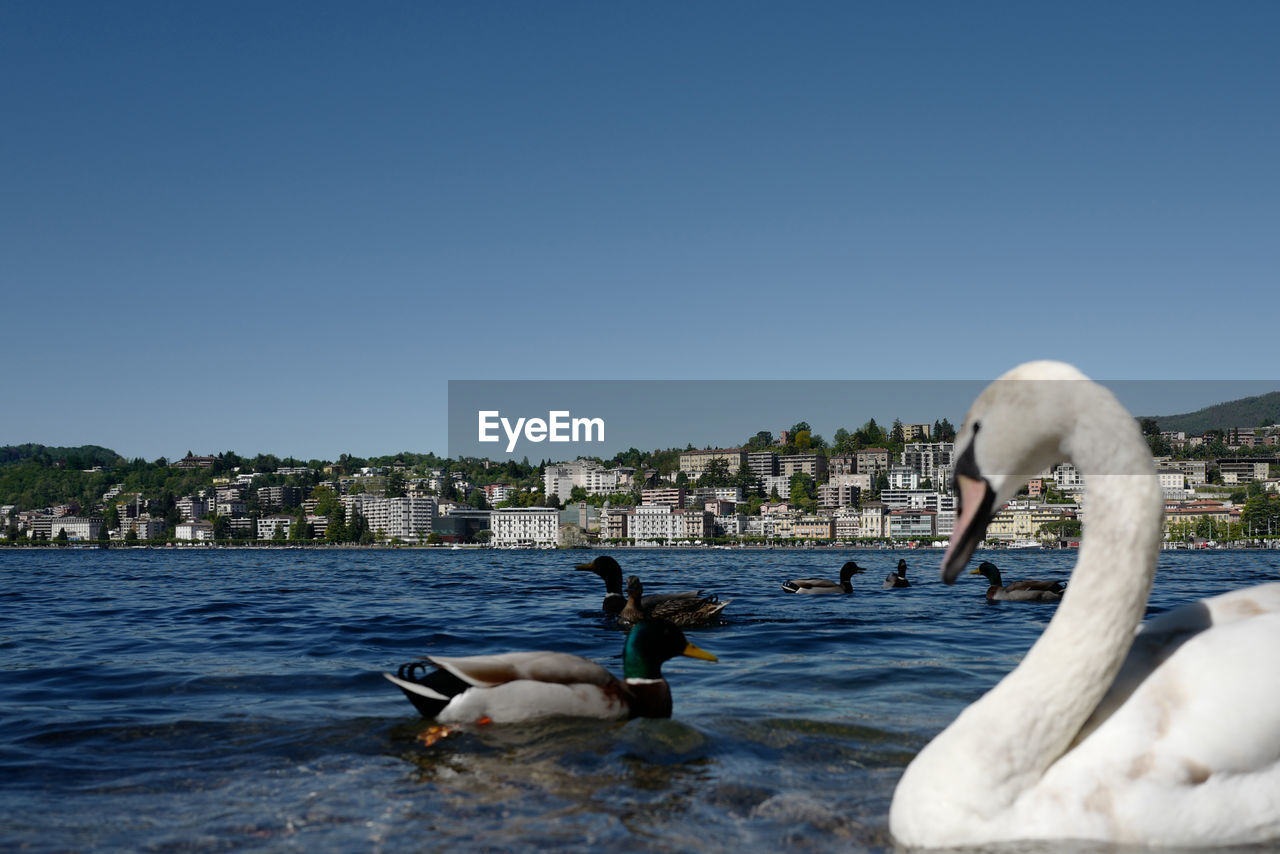 Swans swimming in water against clear blue sky