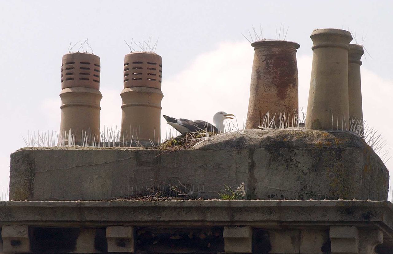 Low angle view of seagull on built structure against sky