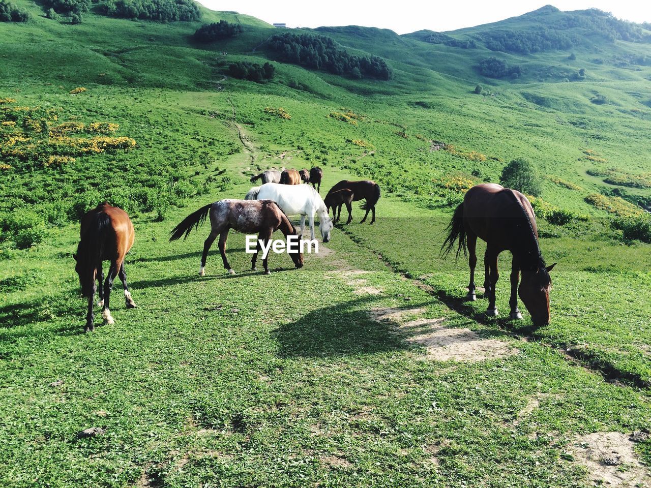 HORSES GRAZING IN FARM