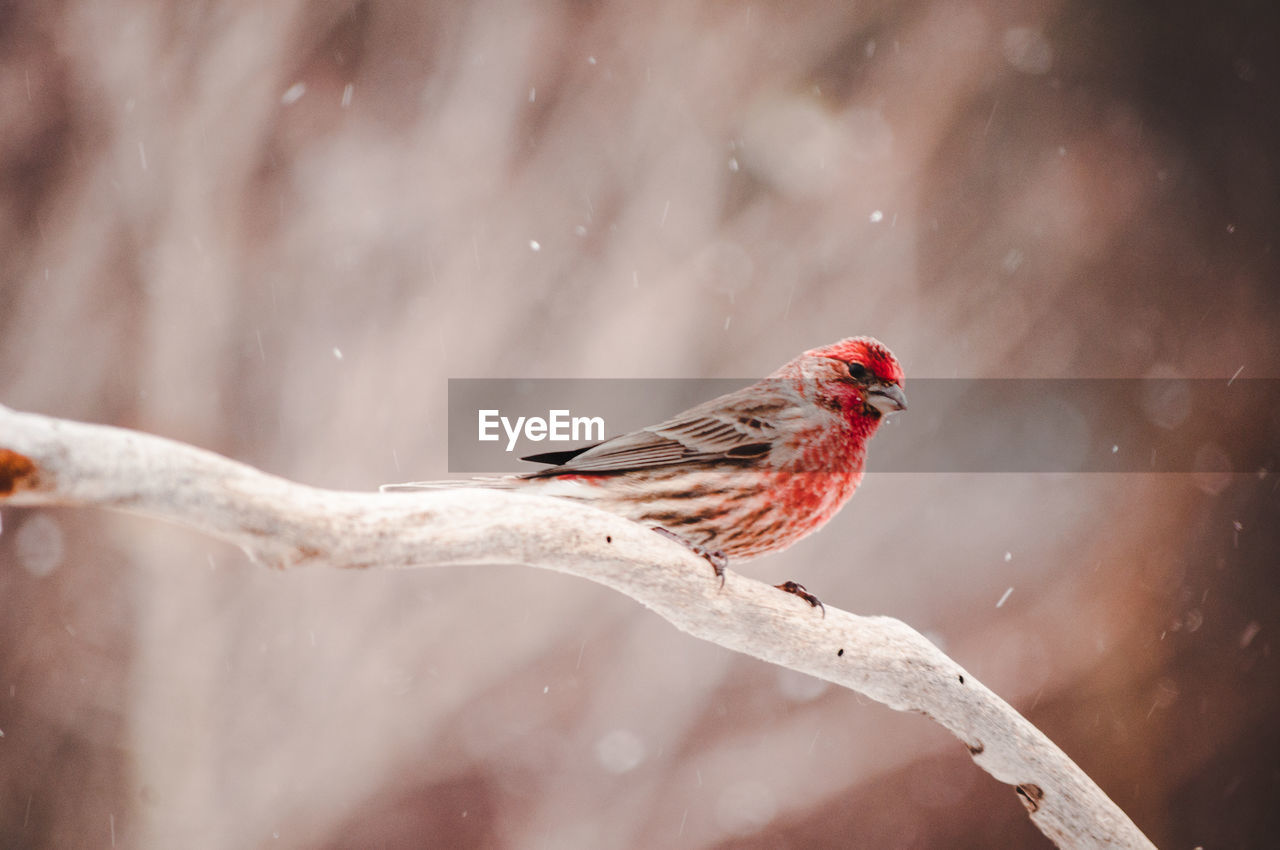 House finch perching on a branch