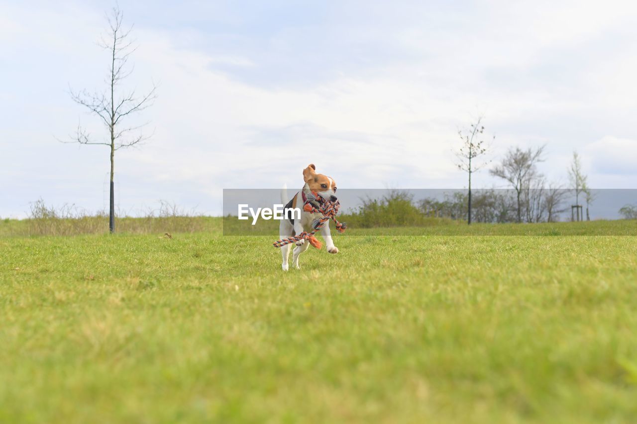 A beagle puppy runs with a tug toy in its mouth. playful dog running in the meadow. tug of war dog