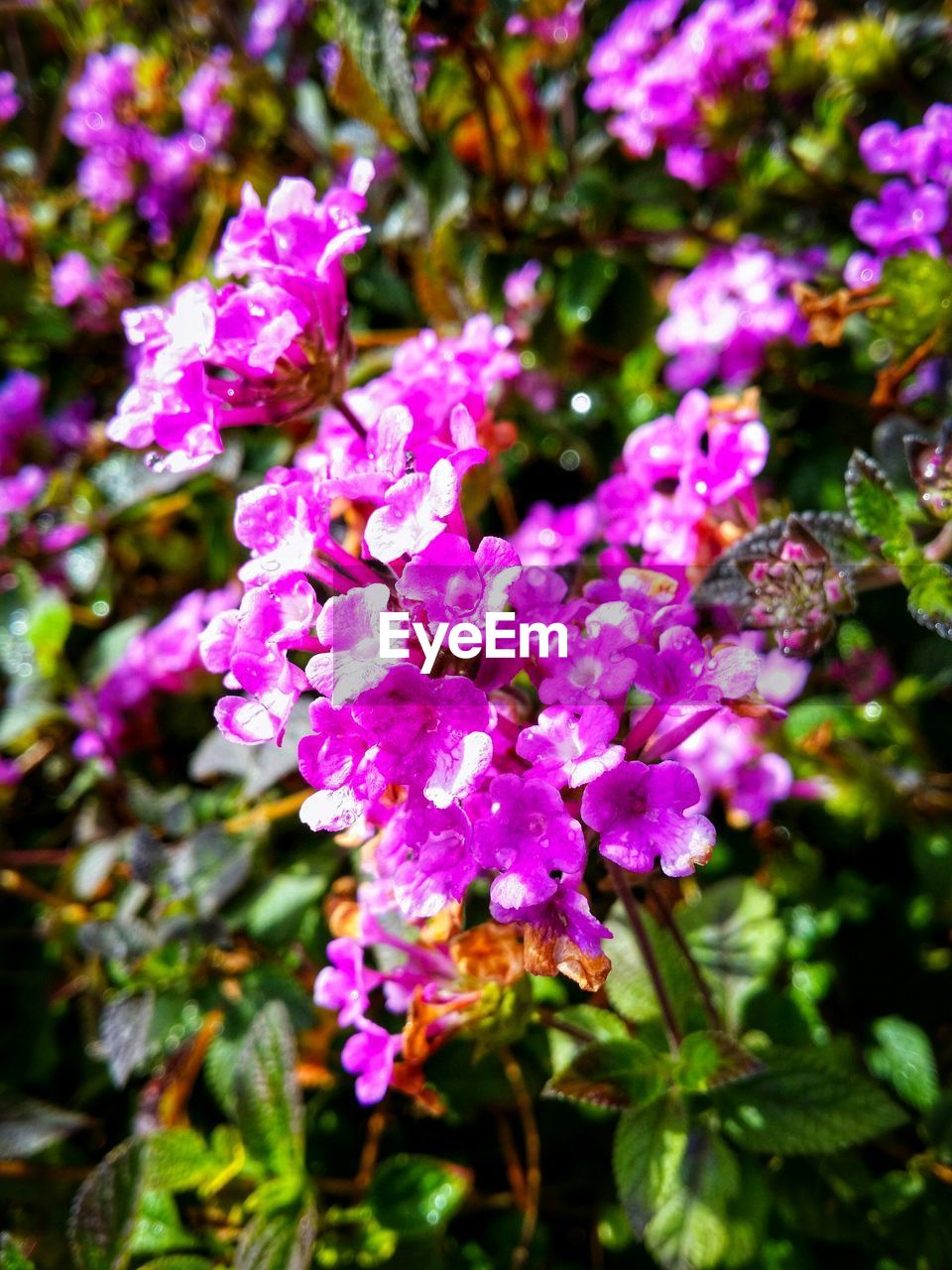 CLOSE-UP OF PURPLE FLOWERS BLOOMING OUTDOORS